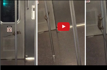 وصلة رقص لفأر في مترو