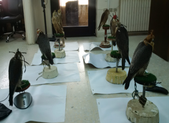 التحفظ على 17 من الصقور الحرة والشواهين وتحويل المخالفين الى القضاء