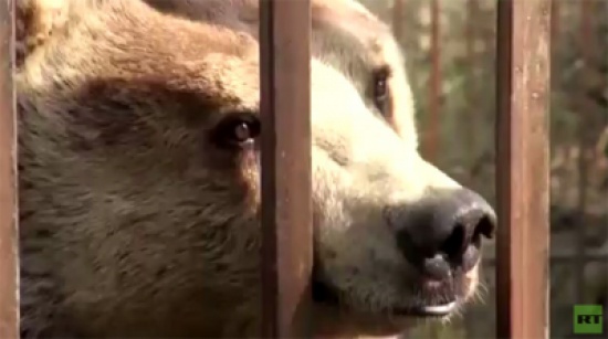 دبة ترقص على الموسيقى