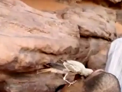 عصفور يشرب من فم انسان من قمة العطش