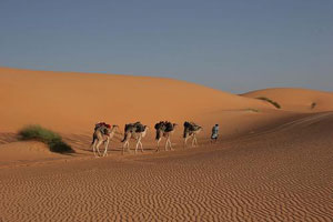 قرار عدم تجديد عقود شركات الجنوب يلاقي استحسان ابناء البادية 