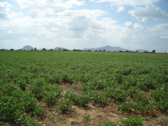 اربد الأكبر في المساحات المزروعة بالأشجار المثمرة والطفيلة الأقل