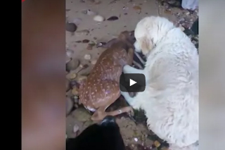 شاهد.. لحظة إنقاذ كلب غزالًا صغيرًا من الغرق