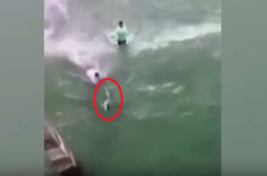 فيديو| سمكة قرش تهاجم متطفلا بعضة دامية!