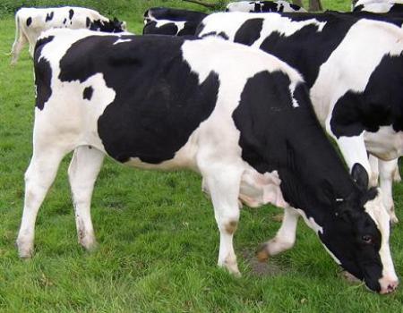 التحقيق باختفاء بقرة مُتلفة في اربد