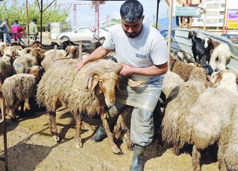 بيع 84 الف اضحية في 14 موقعاً بعمان بيع 84 الف اضحية في 14 موقعاً بعمان