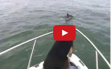 شاهد كلبا يقفز في الماء لاصطياد دولفين