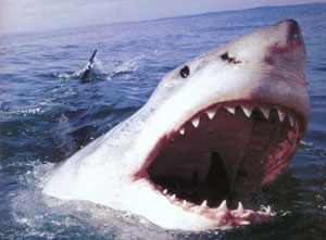 لا صحة لاعتداء أسماك قرش على رواد البحر في العقبة 