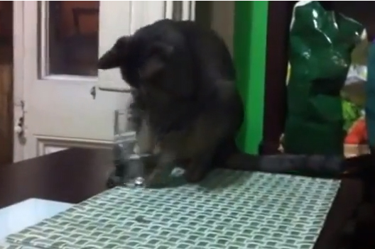 فيديو مضحك لقط أراد أن يشرب من الكأس مثل الانسان