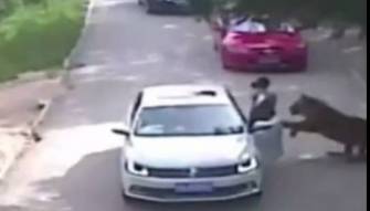 بالفيديو: شاهد نمر مفترس ينقض على فتاة في الصين ليقطعها إرباً!