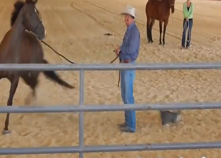 قطة تهجم على حصان أثناء عرضة للمزاد العلني