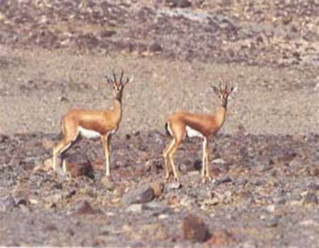 المحميات الطبيعية وسيلة إسرائيلية لمصادرة أراضي الضفة