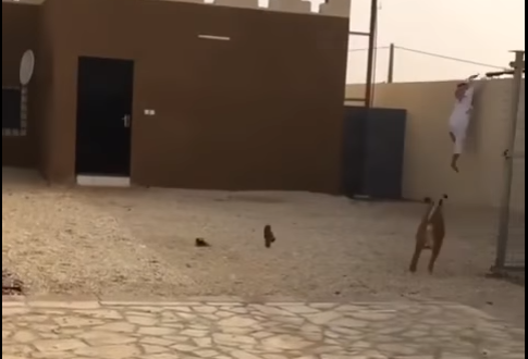 شاهد.. شاب ينجح في الفرار من “نمر”