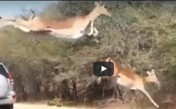 بالفيديو.. مشهد مذهل لغزلان تطير في الهواء