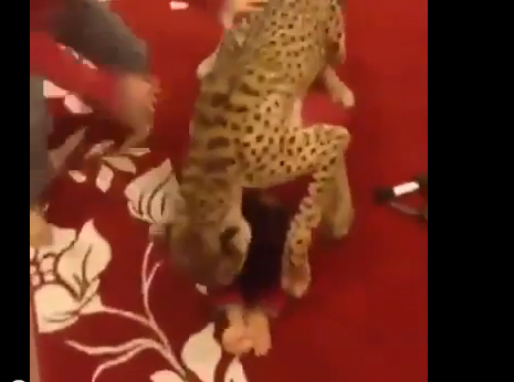 نمر يدغدغ طفل