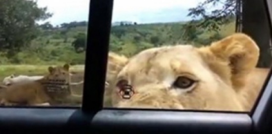 شاهد.. فتيات يصبن بالذعر بعد فتح أسد باب سيارتهن