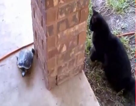 بالفيديو.. سلحفاة تحث الخطى لتلهو مع قط