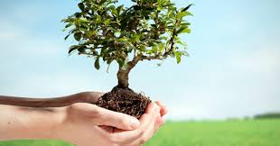 "ابناء المهيرات" تحتفل بعيد الشجرة في مدرسة عراق الامير