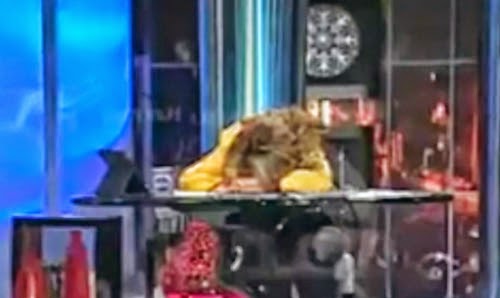 بالفيديو: هالة سرحان تنام أثناء عرض حلقتها على الهواء