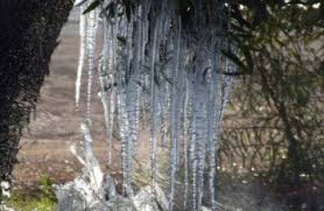 الصقيع يضرب مزروعات بالأغوار