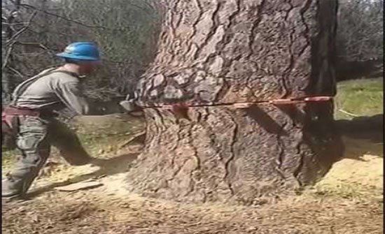 حكم بعدم مسؤولية بلدية جرش ورئيسها عن إزالة اشجار حرجية