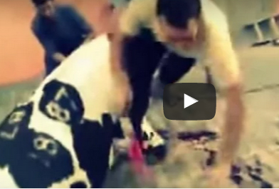 شاهد.. عجل ينتفض بعد ذبحه ويطيح بالجزار