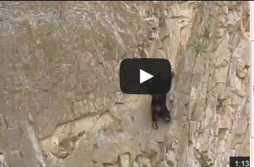 دب يتسلق منحدراً جبلياً وعراً وراء أمه