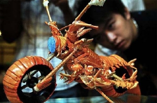 بالصور.. دراجة نارية من جراد البحر