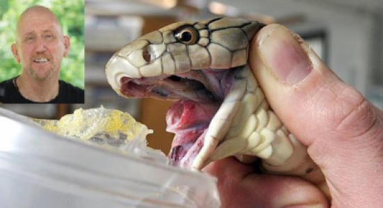 "حلاب الأفاعي" يستخرج السم منها بيديه العاريتين