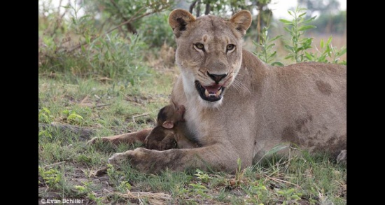 بالصور.. لبؤة "ترضع" قرداً بعد التهامها لوالدته