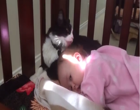 قط ينظف طفل بلسانه !