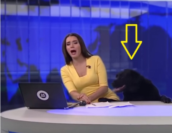 كلب يقتحم نشرة إخبارية على الهواء..ويقفز فوق مكتب المذيعة! كلب يقتحم نشرة إخبارية على الهواء..ويقفز فوق مكتب المذيعة!