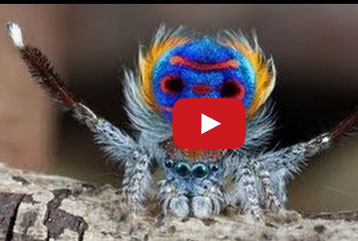 العنكبوت الطاووس