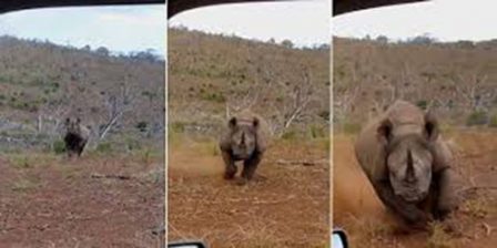 شاهد: ماذا فعل وحيد قرن غاضب مع رجلين حاولا تصويره