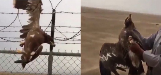 شاهد: خليجي ينقذ طائر عقاب علق جناحه في أسلاك حديدية
