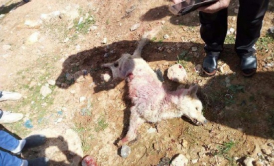 مواطنون يستعينون بالأمن للقضاء على ذئب " مفترس"