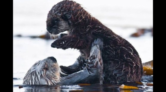 ثعالب الماء تعيد تمثيل المشهد المأساوي من فيلم "تيتانيك"