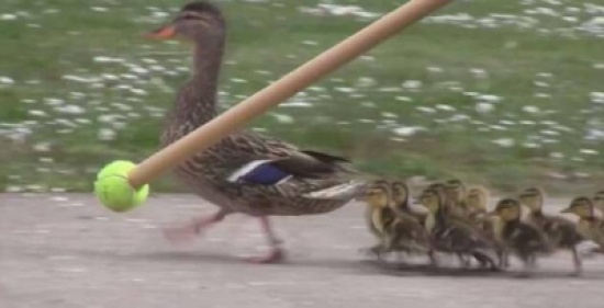 بالفيديو .. بطة تقتحم مدرسة بصغارها بعد فقس البيض