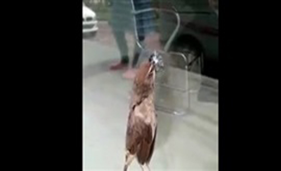 بالفيديو: مشهد مؤلم لعصفور اخترق منقاره لوحًا زجاجيًا