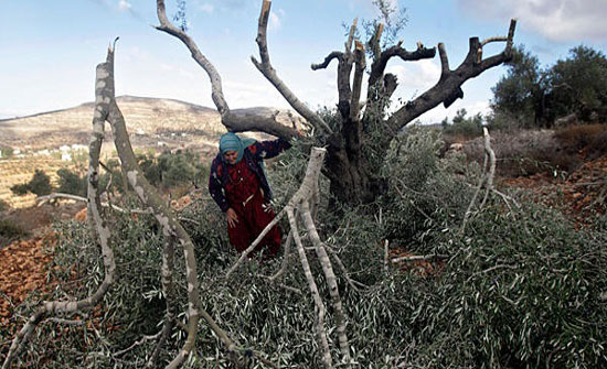 الاحتلال يقتلع مئات أشجار الزيتون في بردلة بالأغوار الشمالية الاحتلال يقتلع مئات أشجار الزيتون في بردلة بالأغوار الشمالية