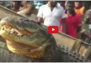 شاهد.. أهالي قرية يمسكون تمساحا هائلا ابتلع 3 رجال