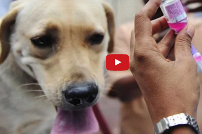 بالفيديو  :  أخطر 10 حيوانات فتكاً في العالم