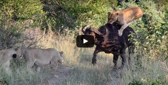 بالفيديو.. جاموسة شجاعة تنتصر على 7 أسود جائعة