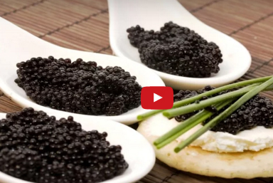 بالفيديو  :  كيف يحصلون على الكافيار الثمين من سمك الحفش؟