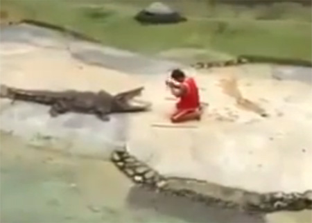 تمساح يعض رأس مدربه