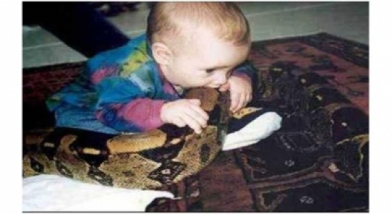 طفل جزائري يبتلع رأس أفعى!