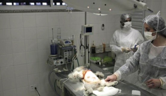 البرازيل تفرض حظراً على عمليات التجميل .. للكلاب والقطط