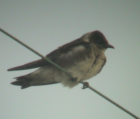 طائر يجلب النقود المعدنية لرجل عجوز في الشارع