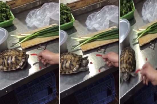 بالفيديو .. شاهد ماذا حدث لسلحفاة تناولت 'فلفل حار'!!