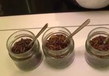 نمساويتان تشجعان على تناول الديدان بدلا من اللحوم لإنقاذ الكوكب